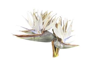 Strelitzia Nicolai